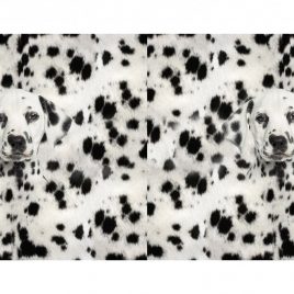 Panel hond